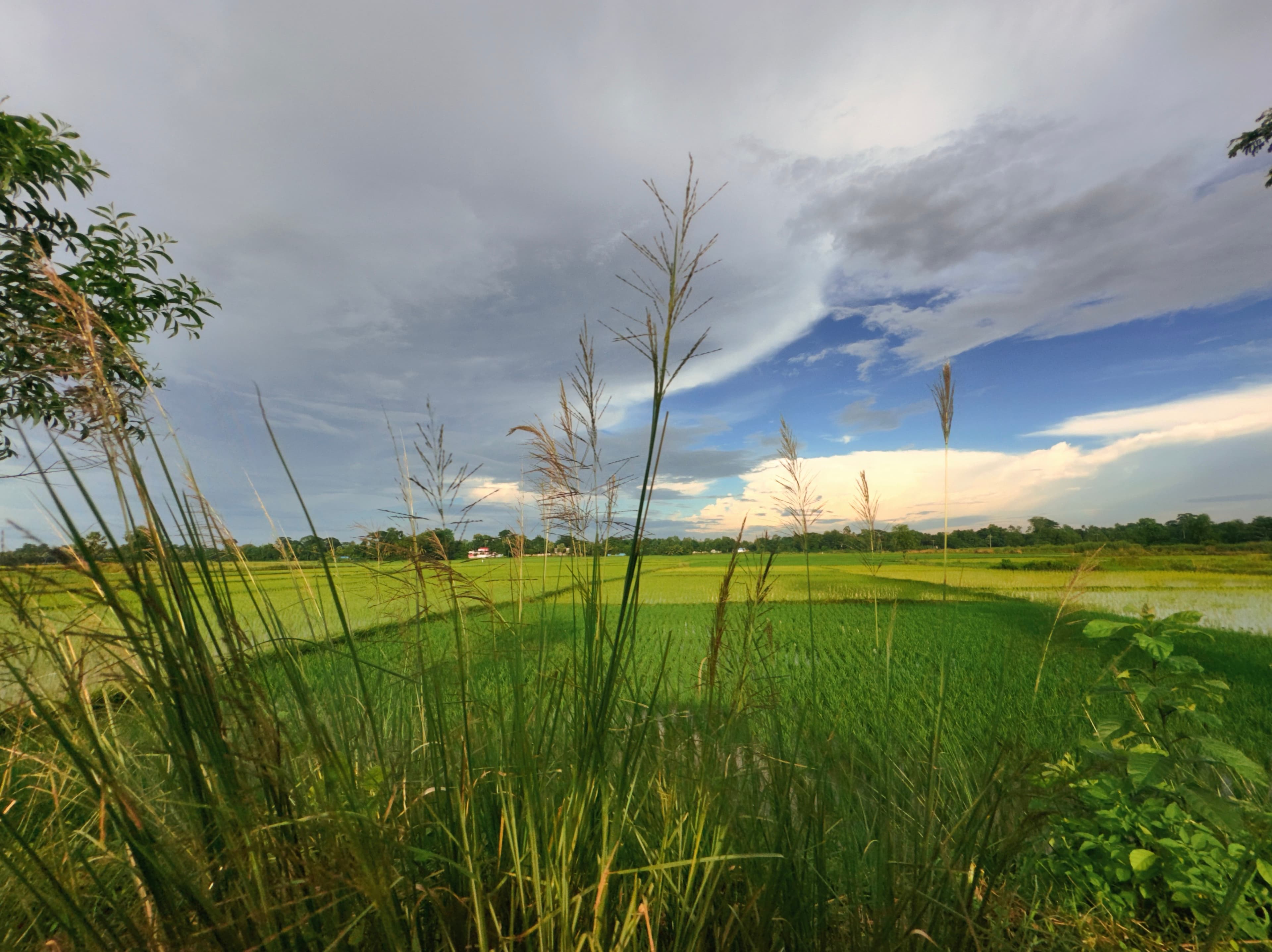Stormlight Fields