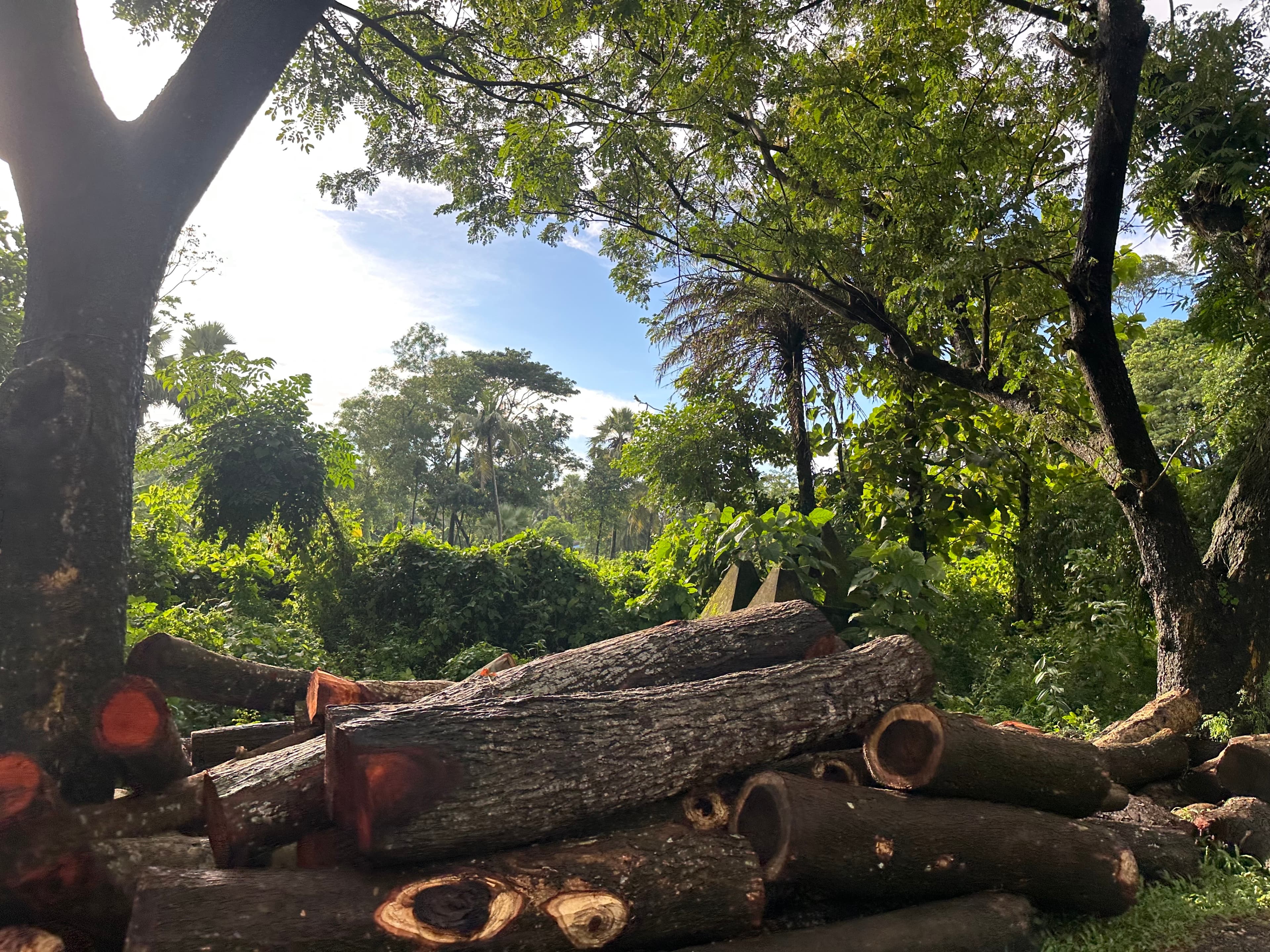 Felled Timber