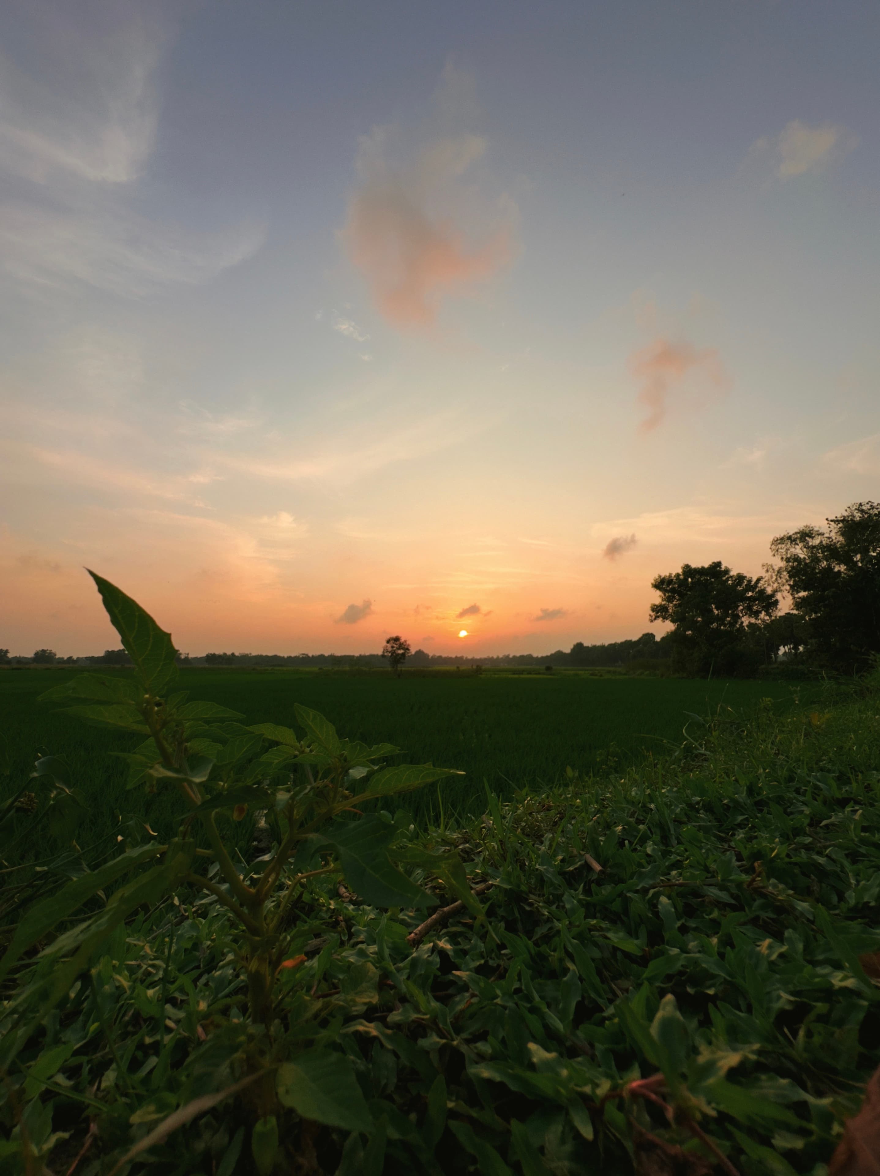 Sunset Over Fields