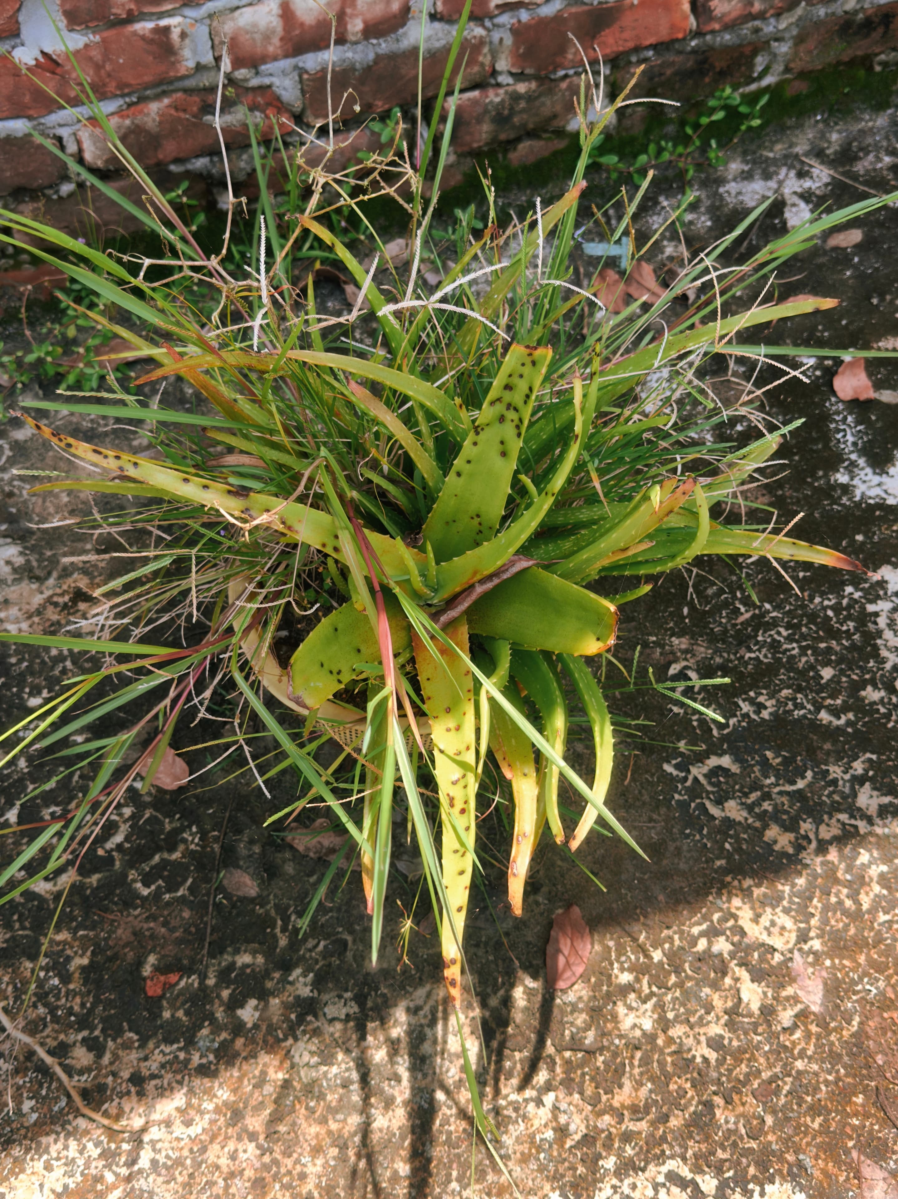 Aloe vera