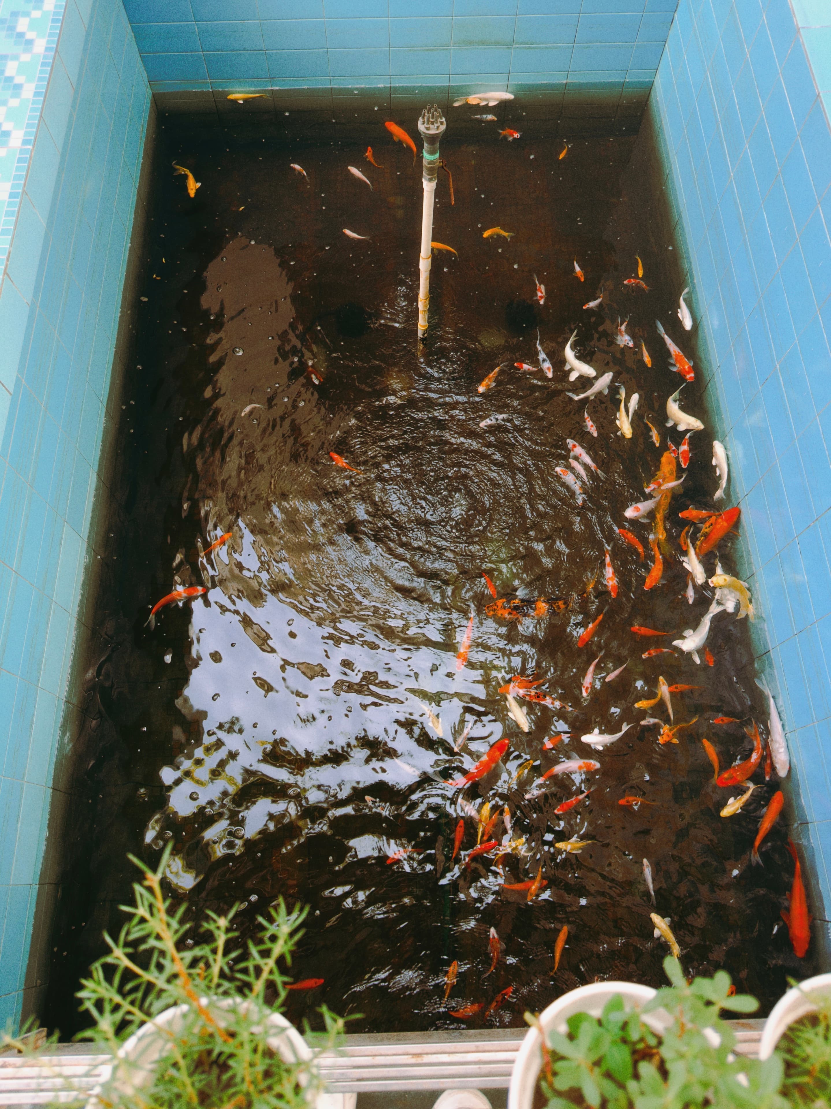 Colorful Koi Pond